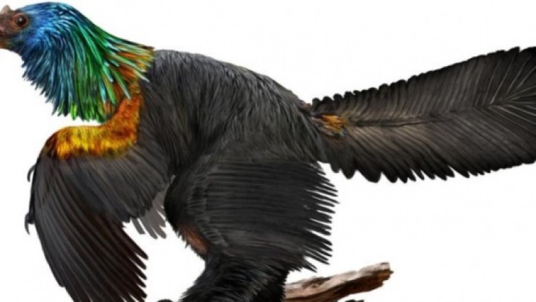 Çılgın Fosil Keşfi, Tüylü Yeni Bir Dinozor Ortaya Çıkardı
